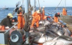 La pêche en Mauritanie, un potentiel sous-exploité