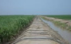 Sénégal: Petite irrigation locale - La BAD pour une vulgarisation à grande échelle du Papil