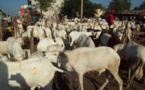 TABASKI - Moutons importés du Mali : Seuls 30.200 têtes enregistrées