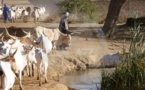 RAPPORT SUR LE FONCIER PASTORAL AU SENEGAL : «LE DOMAINE NATIONAL N'ACCORDE PAS DE PLACE SPÉCIFIQUE A L'ELEVAGE»