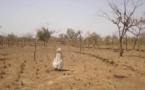 Changement climatique dans l’Est du Sénégal : L’agriculture et l’élevage, principales victimes