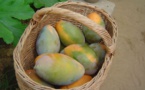 Agriculture : De nouvelles perspectives se dessinent pour la filière mangue au Sénégal