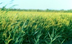 L’Afrique de l’Ouest tire la production rizicole africaine vers des records