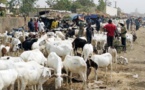 Tabaski : Aminata Mbengue Ndiaye optimiste pour un approvisionnement en moutons