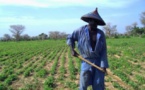 Bignona: vers la création de Domaines agricoles communautaires pour fixer les jeunes