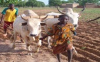 Afrique: Ebola a des effets catastrophiques sur la production agricole, selon la FAO