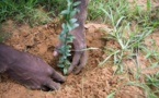 Lutte contre la désertification: le Sénégal a besoin de 523 milliards de francs CFA