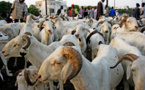 188.000 moutons entrés par le poste de Kidira depuis le 10 août