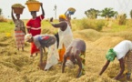 Développement de l’agriculture : Au Sénégal, les agropoles offrent une place de choix aux femmes
