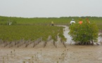 Un officiel préconise une réflexion sur la disparition de la mangrove