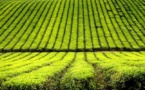 La FAO exhorte l'Europe à soutenir la nutrition et l'agriculture durable