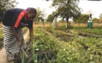 Sénégal: Gestion durable des terres - Le Sénégal se dote d'un cadre d'investissement stratégique