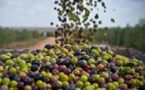 La Tunisie s’attend à une production exceptionnelle d’huile d’olive au terme de la campagne 2014/2015