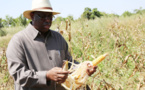 Autosuffisance en riz: Bakel sera au rendez-vous en 2017, assure Macky Sall