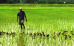 Production rizicole : Sédhiou première région avec 357 mille tonnes durant la campagne 2022-2023
