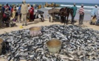 Conjoncture : Stabilité du secteur primaire en septembre 2014 au Sénégal