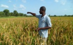 Accords de Partenariats Economique UE-CEDEAO : quand l’agriculture africaine se fait piéger