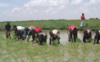 Le Mali a connu une production de 2,3 millions de tonnes de riz paddy en 2014