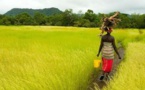Agenda sur les réformes foncières en Afrique - Les médias ont besoin d'appui!