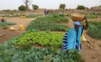 Sénégal: Les contraintes de la filière horticole seront levées