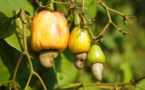 Afrique: Production de la noix de cajou - La Côte d'Ivoire fournit 20% de l'offre mondiale