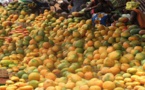 Un milliard et demi pour améliorer la compétitivité de la mangue  « made in Sénégal » sur le marché  international