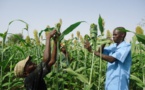 SENEGAL: La sécurité alimentaire est un objectif à portée de main
