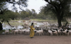 Le  Ranch de Dolly sera réhabilité en 2015 à hauteur de 5 milliards. Le  Ranch de Dolly sera réhabilité en 2015 à hauteur de 5 milliards.