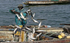 SENEGAL-Mauritanie: Le nombre de licences de pêche passe de 300 à 400