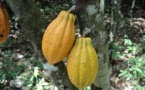 Transformation du cacao – Aprés la production, la Côte d'Ivoire bientôt le leader mondial