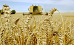 Afrique: 2014, une année record pour la production mondiale de céréales, selon la FAO