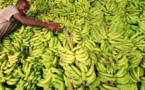 Afrique: La FAO préconise une réponse mondiale face à la fusariose de la banane