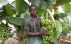 Sénégal : le gouvernement est interpellé par les producteurs de bananes
