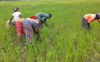 Campagne agricole 2023-2024 : Macky Sall pour une mise en place effective et efficace des intrants