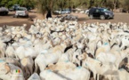 Approvisionnement en mouton, denrées alimentaires : Les éclairages des ministres Abdou Karim Fofana et Samba Ndiobène Ka