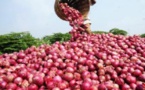 SENEGAL: Plan d'actions de la filière oignon : 350 000 tonnes en ligne de mire