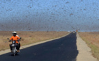 Madagascar : la FAO a besoin de 10,6 millions de dollars pour achever la lutte contre l’invasion acridienne Madagascar : la FAO a besoin de 10,6 millions de dollars pour achever la lutte contre l’invasion acridienne