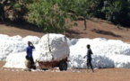 Le Mali veut produire 800 000 tonnes de coton par an d’ici 2018