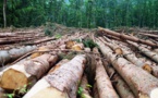 Débat sur les enjeux de l'industrie forestière dans la transformation structurelle en Afrique centrale
