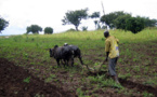 Agriculture:   La faiblesse continue du secteur agricole au Sénégal  constitue une matière à réflexion, selon la Banque mondiale