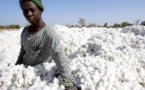 Burkina Faso : la SOFITEX conclura un accord de financement de 70 millions € avec la SFI et Société Générale