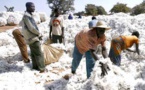 Agriculture :  La FAO indexe un certain nombre de facteurs limitant le développement du coton en Afrique