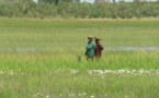 Sénégal : 7 milliards de la CNCAS pour le riz de contre-saison de la vallée