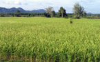 Autosuffisance en riz : Macky Sall satisfait des résultats enregistrés