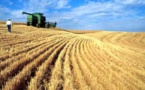 Nigeria : Relance pérenne de l`agriculture avec l’agrobusiness comme passage obligé.