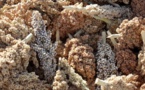 Sénégal : La campagne agricole 2014/15 serait marquée par une légère baisse de la production de céréales