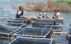 Sénégal : Forte hausse de la production aquacole en 2014