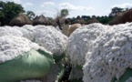 Sénégal : L’activité d’égrenage de coton et de fabrication de textile s’est contractée