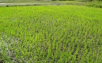 Sénégal: La SAED annonce une production record de 430 000 tonnes de riz