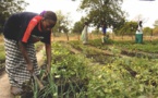 Sénégal : Les fermes familiales Naatangué officiellement lancées par le ministre de l’agriculture